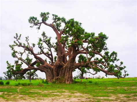 Iroko=Tree Of Forgetfulness | Arvores lindas, Arvores, Orixas