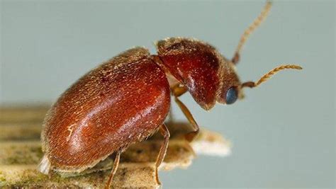 Blog - What Are These Beetles In My Fort Worth Pantry?