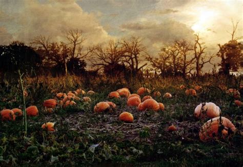 pumpkin, Patch, Halloween, Autumn Wallpapers HD / Desktop and Mobile Backgrounds