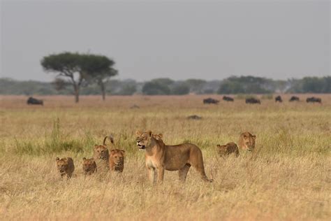 The Serengeti Where Wildlife Thrives in Abundance - Andalucia