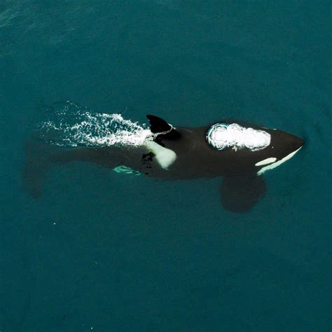 Tahlequah, Mother Killer Whale, Carried Calf Across Ocean