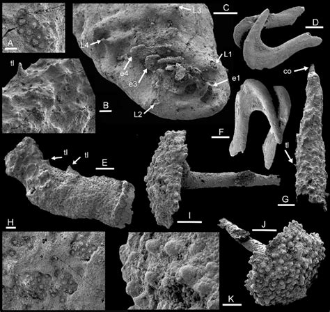 A-C,E,G,H. Dietericambria hensoniensis n. gen. n. sp., Henson Gletscher... | Download Scientific ...