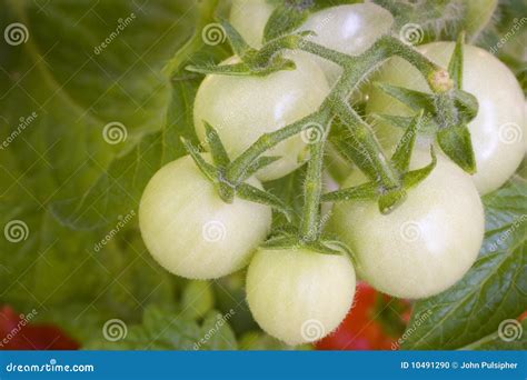 Tomatoes on the Vine stock photo. Image of food, natural - 10491290