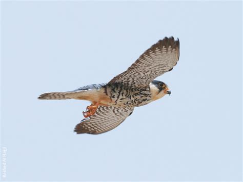 Amur Falcon | KuwaitBirds.org