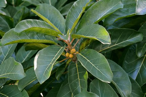 Ficus aurea (Moraceae) image 125148 at PhytoImages.siu.edu