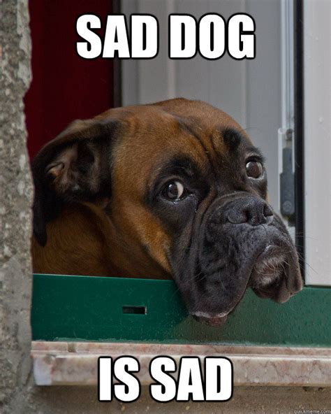 SAD DOG MEMES image memes at relatably.com