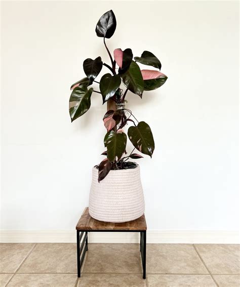 How To Best Care For Your Pink Princess Philodendron - AroidWiki