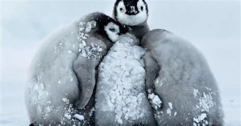 Super-cute penguin chicks huddle up to keep warm in -24°C temperatures ...