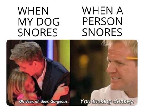 Gordon Ramsay Donkey Meme Template