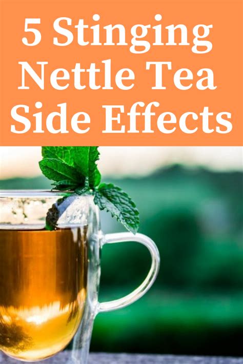 5 Stinging Nettle Tea Side Effects: Things You Should Know | Nettles tea, Stinging nettle ...