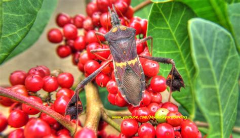 Backyard Birding....and Nature: Giant Leaf-Footed Bug - Amazing Insect ...