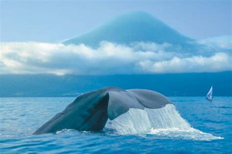 Whale Watching in the Azores Sunvil Holidays | Martins World Travel