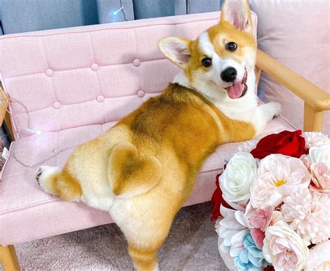 Các kiểu lông chó Corgi đẹp nhất - Hướng dẫn cắt tỉa tạo kiểu - Học viện đào tạo cắt tỉa thú ...