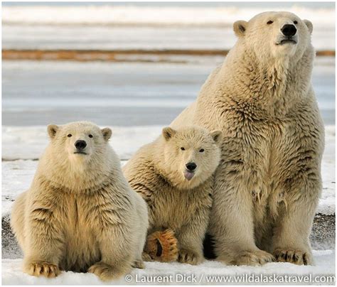 Polar Bear Tours - #1 Polar Bears Tour in Alaska!