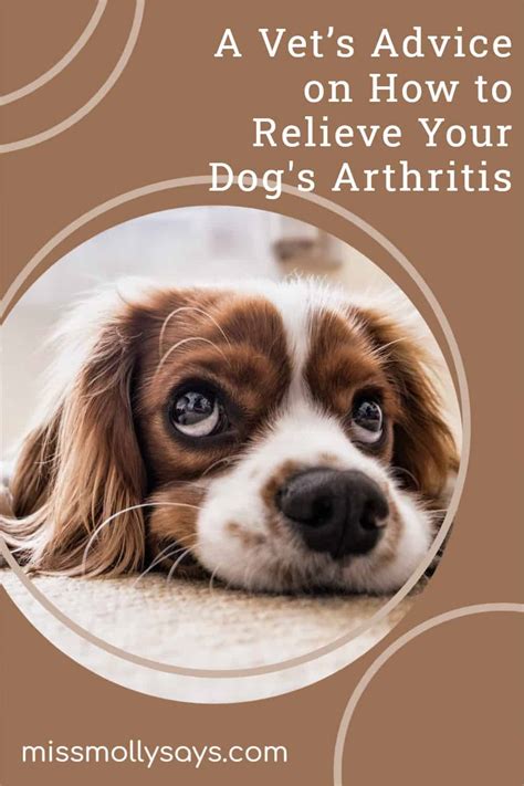 A Vet’s Advice on How to Relieve Your Dog's Arthritis - Miss Molly Says