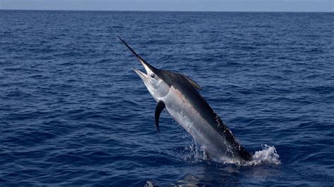 560-pound swordfish caught by North Carolina father and son: report | Fox News