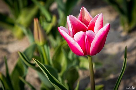 Today, the first tulips in bloom seen on the field | Flickr