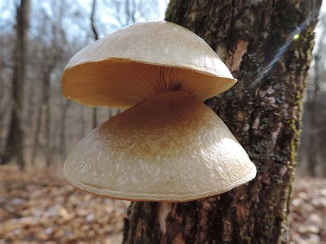 Oyster Mushroom (Pleurotus ostreatus) Identification, Medicinal Benefits, & More | Learn Your Land