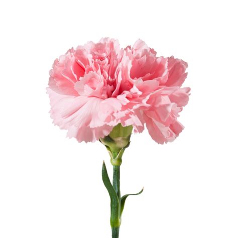 The Dianthus (carnation) are typically pink but come in a variety of ...