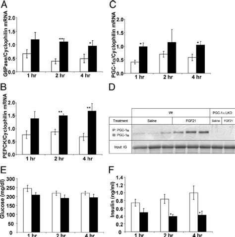 Acute FGF21 treatment increases gluconeogenic gene expression in the... | Download Scientific ...