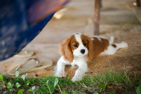 Mateo Purebred, Healthy Cavalier King Charles Spaniel Puppy For Sale ...