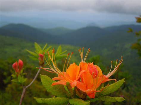 Eastern North America's Temperate Rainforest — In Defense of Plants