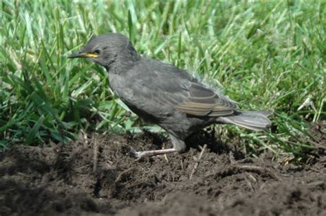 cowbird - Birdchat