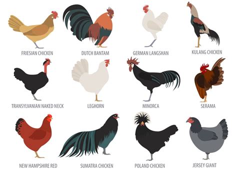 Chicken Breeds Facts, Types, And Pictures, 54% OFF