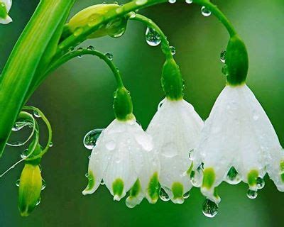 White Dew Drop Flower | Beautiful flowers, White flowers, Love flowers