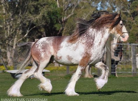 bay sabino - Clydesdale stallion Samarah Park Regalia | Clydesdale ...