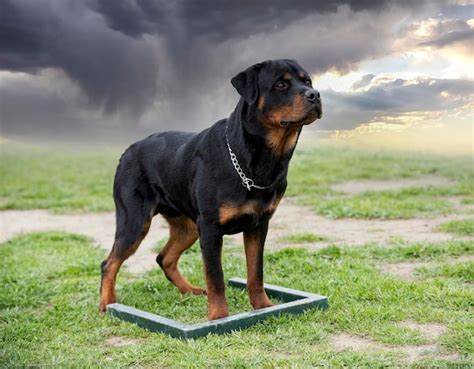 Premium Photo | Young rottweiler training for protection sport and police