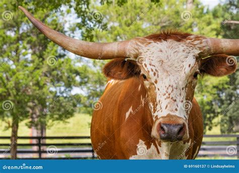 Texas Longhorn Cattle Image | CartoonDealer.com #42867619