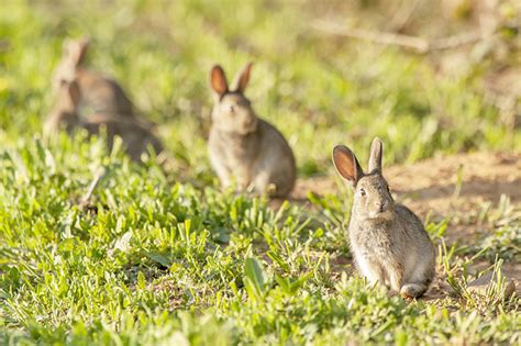 Annamite Striped Rabbit