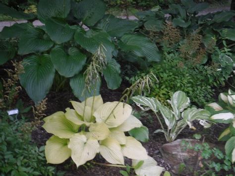 50 Hosta Seeds Mix - Etsy