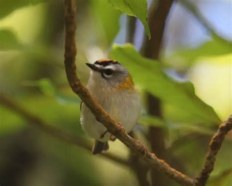 Madeira firecrest - Facts, Diet, Habitat & Pictures on Animalia.bio