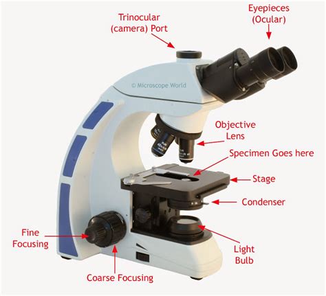 Microscope World Blog: How Does a Light Microscope Work?