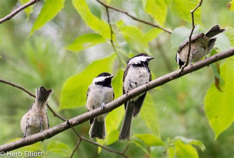 Rules of the Flock | Celebrate Urban Birds