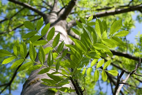 Home :: Trees & Shrubs in Innisfil and area | Spring Tree Farm