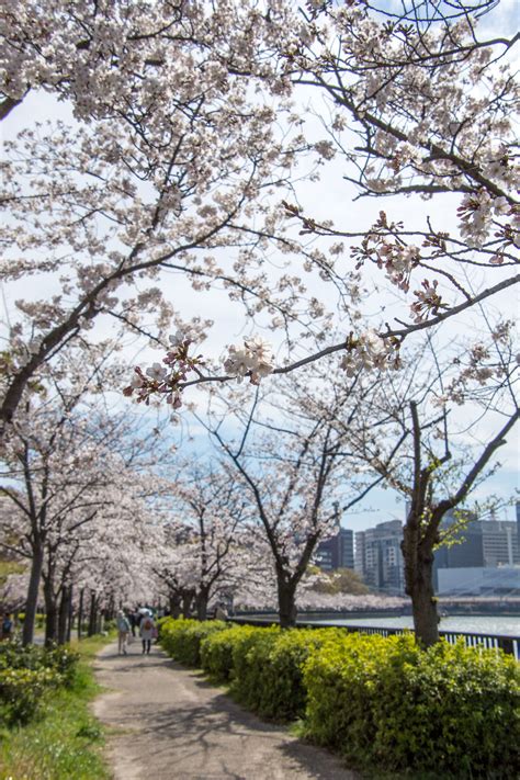 A Relaxed 2-Day Itinerary for Osaka During Cherry Blossom Season | A ...