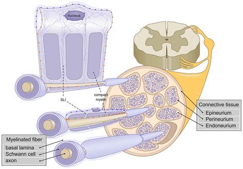 Schwann Cells : What Is The Role Of Neuron Schwann Cells Quora ...