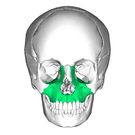 Level 2 - Bones of the Human Body - Memrise