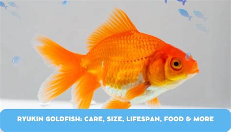 Ryukin Goldfish: Care, Size, Lifespan, Food & More