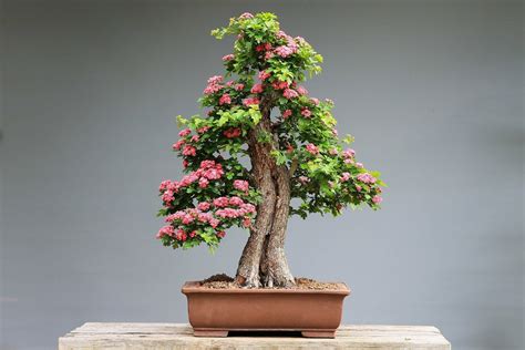 Where to Find the Best Bonsai Trees for Sale in the USA - Petal Republic