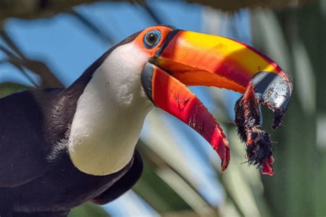 Toucan eating a baby bird. (picture is not mine, I found it on fb ...