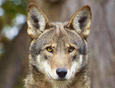 The Red Wolf Is Mostly Coyote | Motherboard