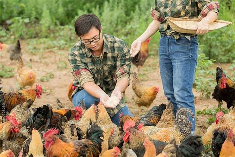 Young couple farmer feeding chicken at poultry farm by Maa Hoo for Stocksy United | Chicken feed ...