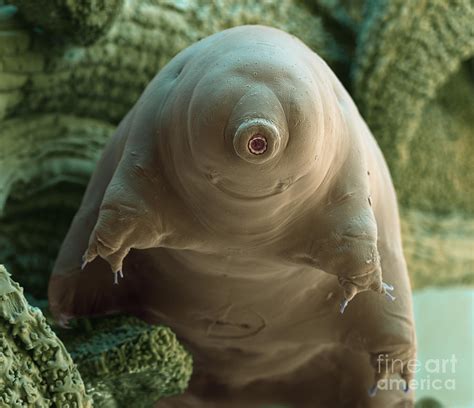 Water Bear Or Tardigrade #3 Photograph by Eye of Science - Fine Art America