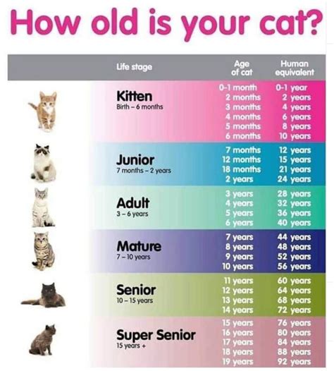 How Much To Feed A Cat Calculator - Gegu Pet