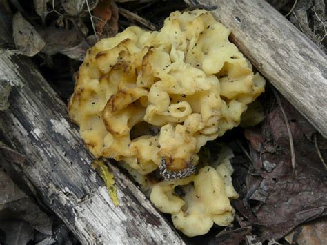 Toronto Wildlife - Jelly Fungi