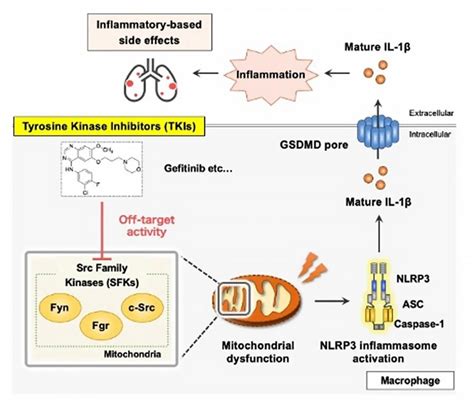 Team discovers how TKI cancer drugs cause inflammatory side effects